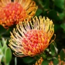 Proteas