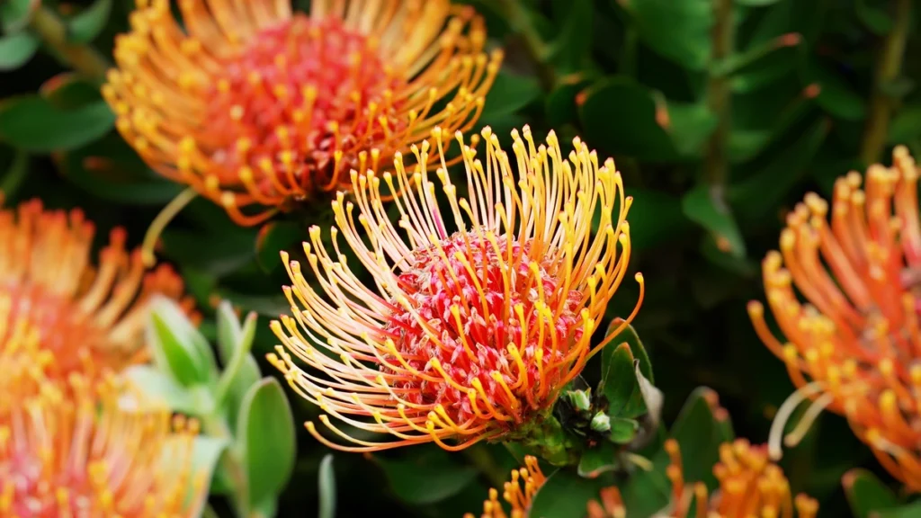 Proteas